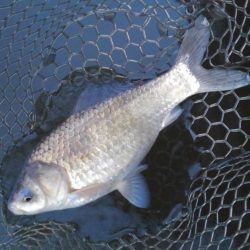 大安トラウトレイク 釣果